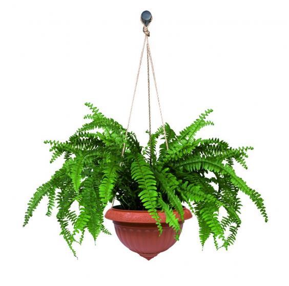 MACETA ROSA GIGANTE COLGANTE 