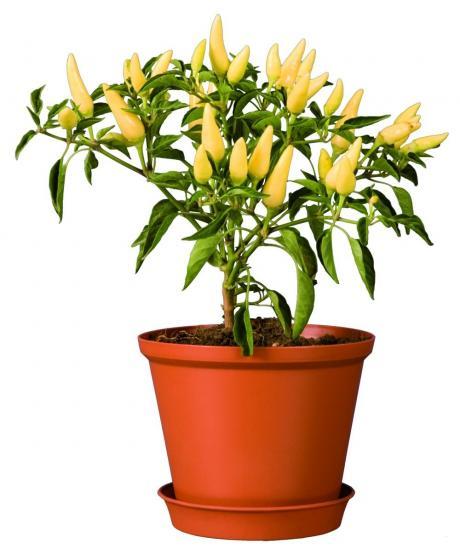 MACETA TULIPAN #16 CON BASE