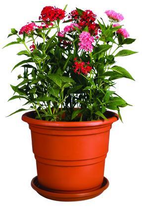 MACETA ROBLE # 03 CON BASE