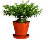 MACETA ROCIO # 14 CON BASE