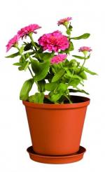 MACETA TULIPAN # 19 CON BASE 