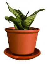 MACETA TULIP&Aacute;N # 11 CON BASE