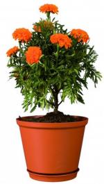 MACETA TULIPAN # 23 CON BASE 