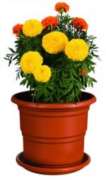 MACETA ROBLE #02 CON BASE